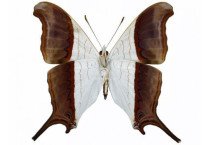 MARPESIA ZERYNTHIA 